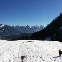 Hundetreffen 2014 im Allgäu (15)